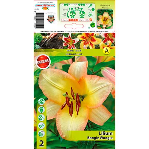 Lilie Boogie Woogie artikel fotografie 1 Lilie Boogie Woogie obrázek 1 artikel 70423