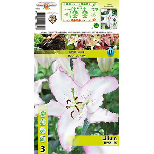 Lilie Brasilia obrázek 1 artikel 70424