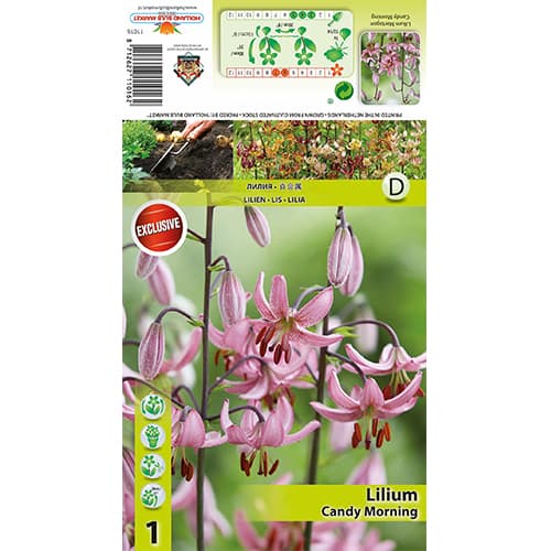 Lilie Candy Morning obrázek 1 artikel 77821