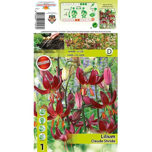 Lilie Claude Shride artikel fotografie 1 Lilie Claude Shride obrázek 1 artikel 77822