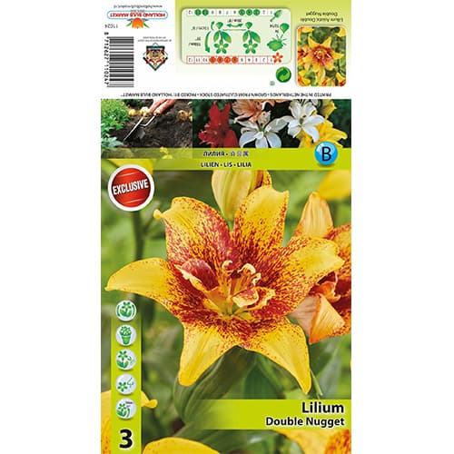 Lilie Double Nugget obrázek 1 artikel 77820