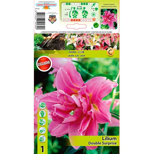 Lilie Double Surprise artikel fotografie 1 Lilie Double Surprise obrázek 1 artikel 76307