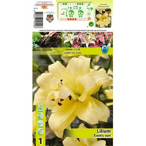 Lilie Exotic Sun obrázek 1 artikel 70429