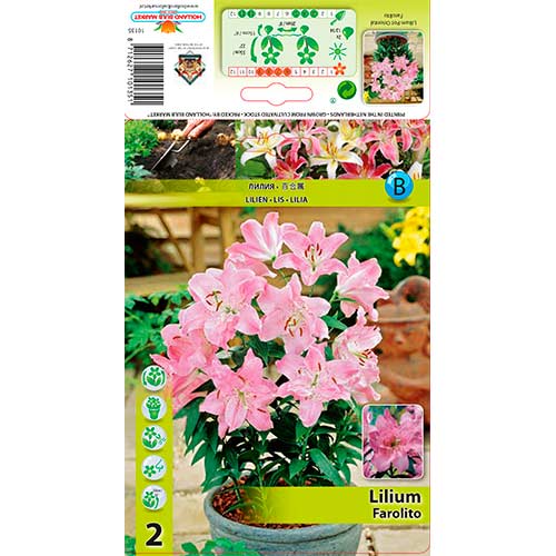 Lilie Farolito obrázek 1 artikel 76308