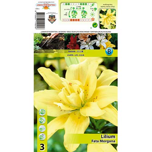 Lilie Fata Morgana artikel fotografie 1 Lilie Fata Morgana obrázek 1 artikel 70430