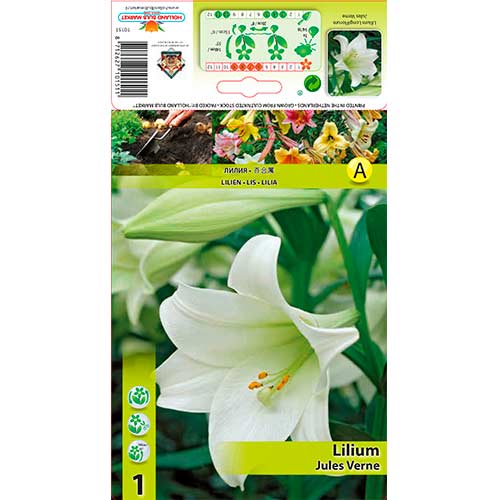 Lilie Jules Verne obrázek 1 artikel 70432