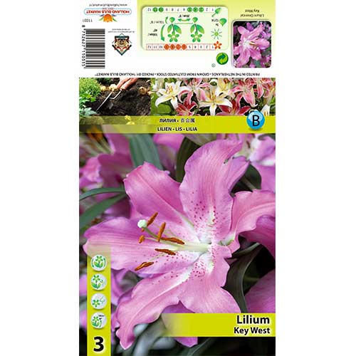 Lilie Key West obrázek 1 artikel 70433