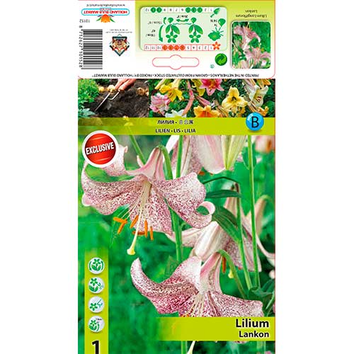 Lilie Lankon obrázek 1 artikel 76312