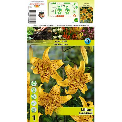 Lilie Leichtlinii obrázek 1 artikel 70434