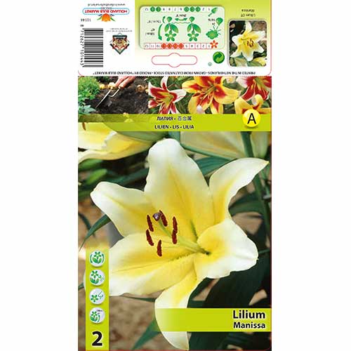 Lilie Manissa obrázek 1 artikel 70276