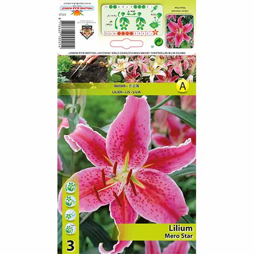 Lilie Mero Star obrázek 1 artikel 76315