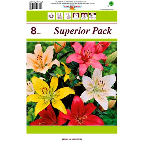 Lilie mieszańcowa, mix kolorów obrázek 1 artikel 76469