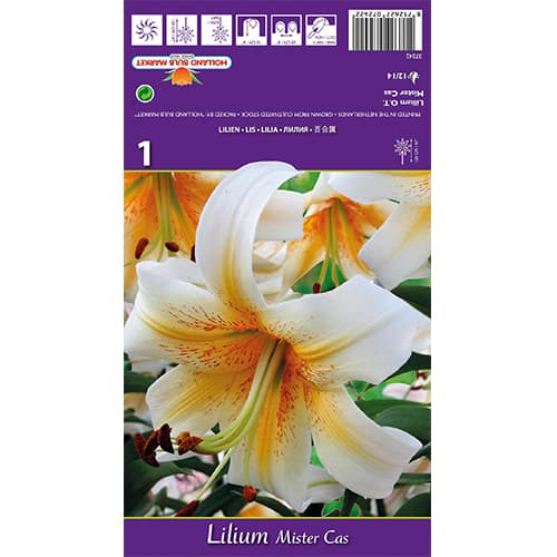 Lilie Mister Cas obrázek 1 artikel 77841