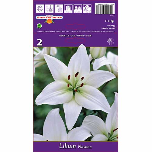 Lilie Navona artikel fotografie 1 Lilie Navona obrázek 1 artikel 70211