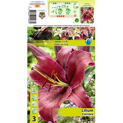 Lilie orientální Corvara obrázek 1 artikel 70427