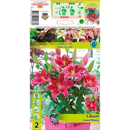 Lilie orientální Love Story obrázek 1 artikel 76313