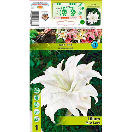 Lilie orientální Miss Lucy obrázek 1 artikel 76316