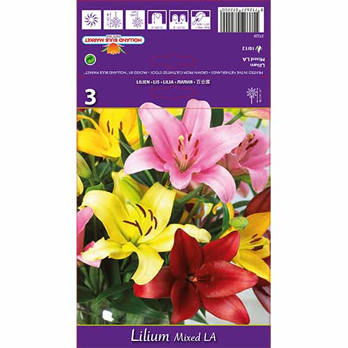 Lilie orientální, mix artikel fotografie 1 Lilie orientální, mix obrázek 1 artikel 70212