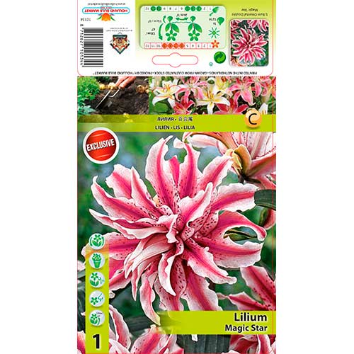 Lilie orientální plnokvětá Magic Star obrázek 1 artikel 76314
