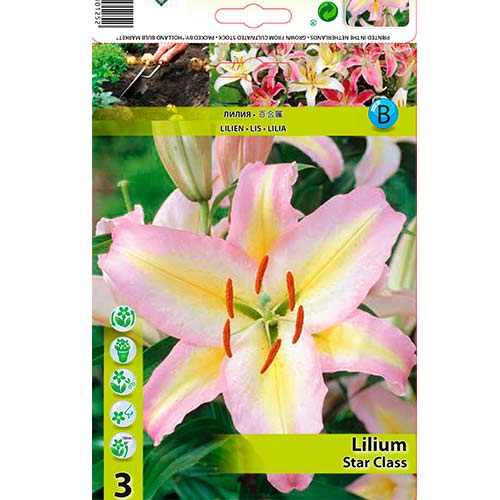 Lilie orientální Star Class obrázek 1 artikel 76478