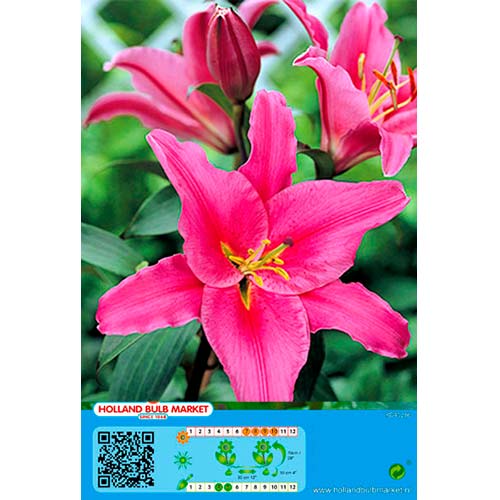 Lilie Acapulco artikel fotografie 1 Lilie Acapulco obrázek 1 artikel 76465