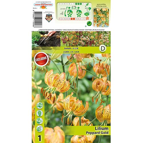 Lilie Peppart Gold obrázek 1 artikel 77823