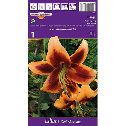 Lilie Red Morning obrázek 1 artikel 77842
