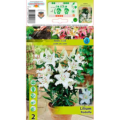 Lilie Rodolfa obrázek 1 artikel 76607