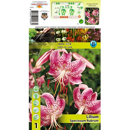 Lilie Speciosum Rubrum obrázek 1 artikel 70438