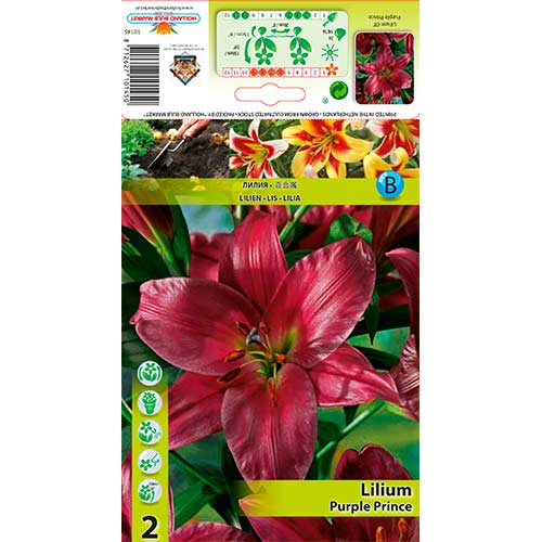 Lilie stromková Purple Prince artikel fotografie 1 Lilie stromková Purple Prince obrázek 1 artikel 76319