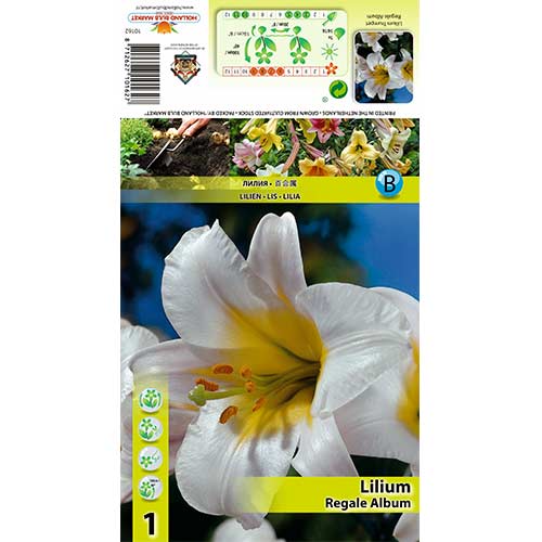 Lilie trubičková Regale Album artikel fotografie 1 Lilie trubičková Regale Album obrázek 1 artikel 70436