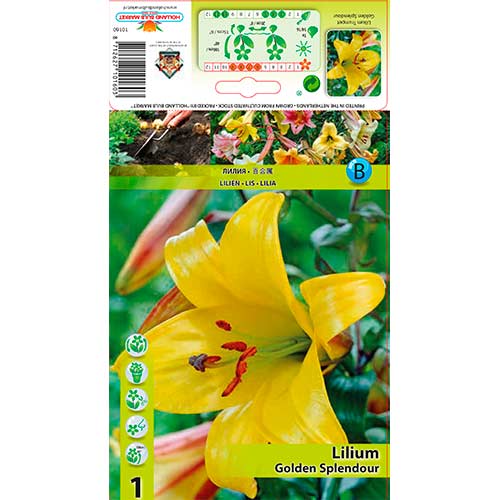 Lilie trubkovitá Golden Splendour obrázek 1 artikel 76309