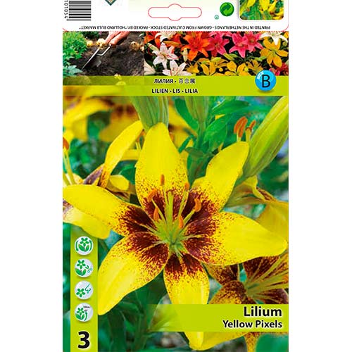 Lilie Yellow Pixels obrázek 1 artikel 70470