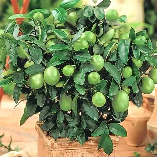 Limetka Mexican Lime artikel fotografie 1 Limetka Mexican Lime obrázek 1 artikel 76652
