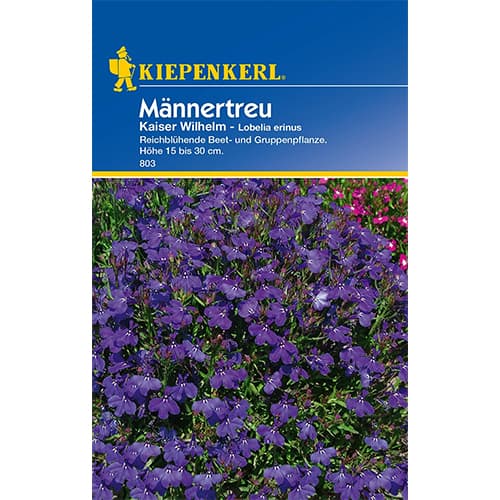 Lobelka Kaiser Wilhelm obrázek 1 artikel 77421