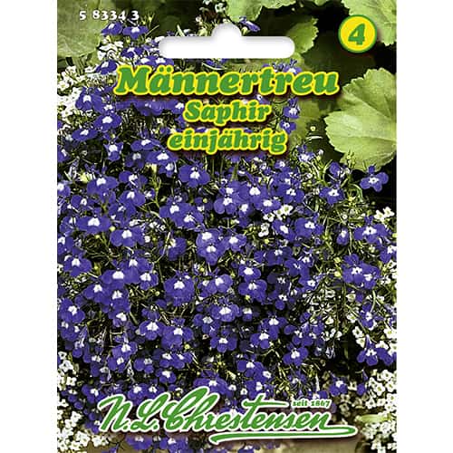 Lobelka Saphir obrázek 1 artikel 86165