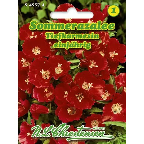 Lokanka mnohokvětá (Azalka letní) červená obrázek 1 artikel 96425