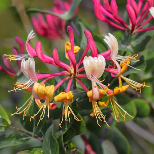 Lonicera periclymenum Belgica Select, С2 artikel fotografie 1 Lonicera periclymenum Belgica Select, С2 obrázek 1 artikel 7786