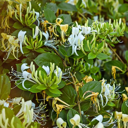 Lonicera periclymenum Graham Thomas, С2 artikel fotografie 1 Lonicera periclymenum Graham Thomas, С2 obrázek 1 artikel 7787