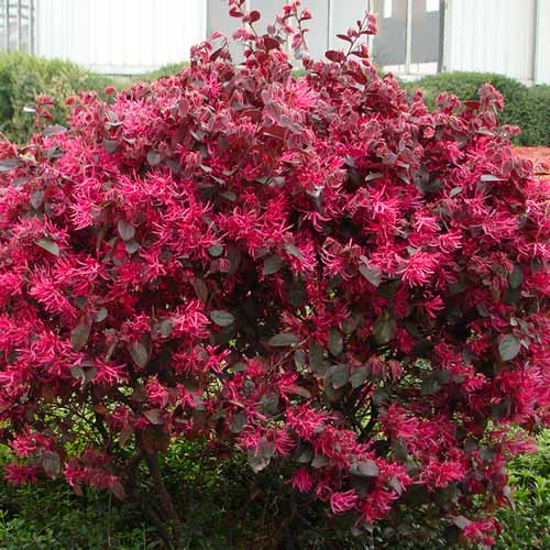 Loropetalum Black Pearl artikel fotografie 1 Loropetalum Black Pearl obrázek 1 artikel 5614