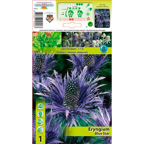 Máčka alpská (Eryngium) Blue Star obrázek 1 artikel 76232
