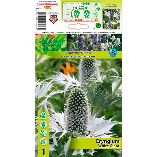 Máčka alpská (Eryngium) White Giant artikel fotografie 1 Máčka alpská (Eryngium) White Giant obrázek 1 artikel 76233