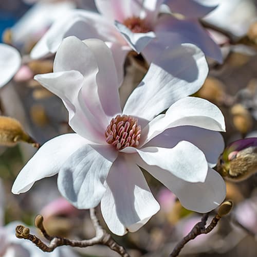 Magnolia Merrill, С2 artikel fotografie 1 Magnolia Merrill, С2 obrázek 1 artikel 7789