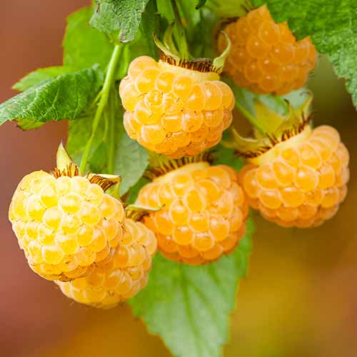 Malina All Gold obrázek 1 artikel 7699