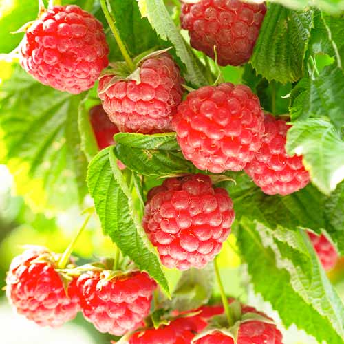 Malina Autumn First obrázek 1 artikel 5836