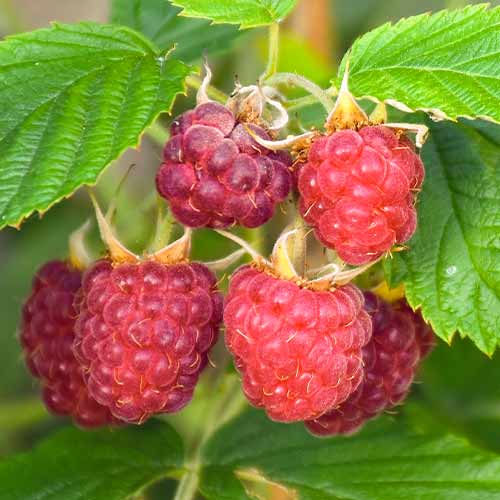 Malina Brandywine obrázek 1 artikel 5837