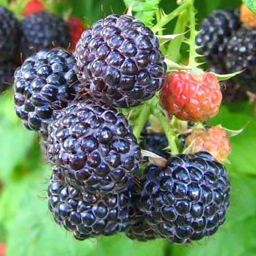 Malina čierna Cumberland obrázek 1 artikel 7550