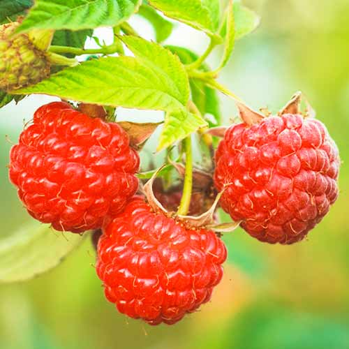 Malina Dorman Red obrázek 1 artikel 5838