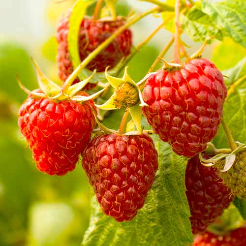 Malina Gigant Red, Р9 obrázek 1 artikel 7536