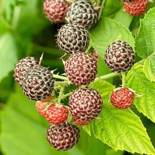 Malina Glen Coe obrázek 1 artikel 7548